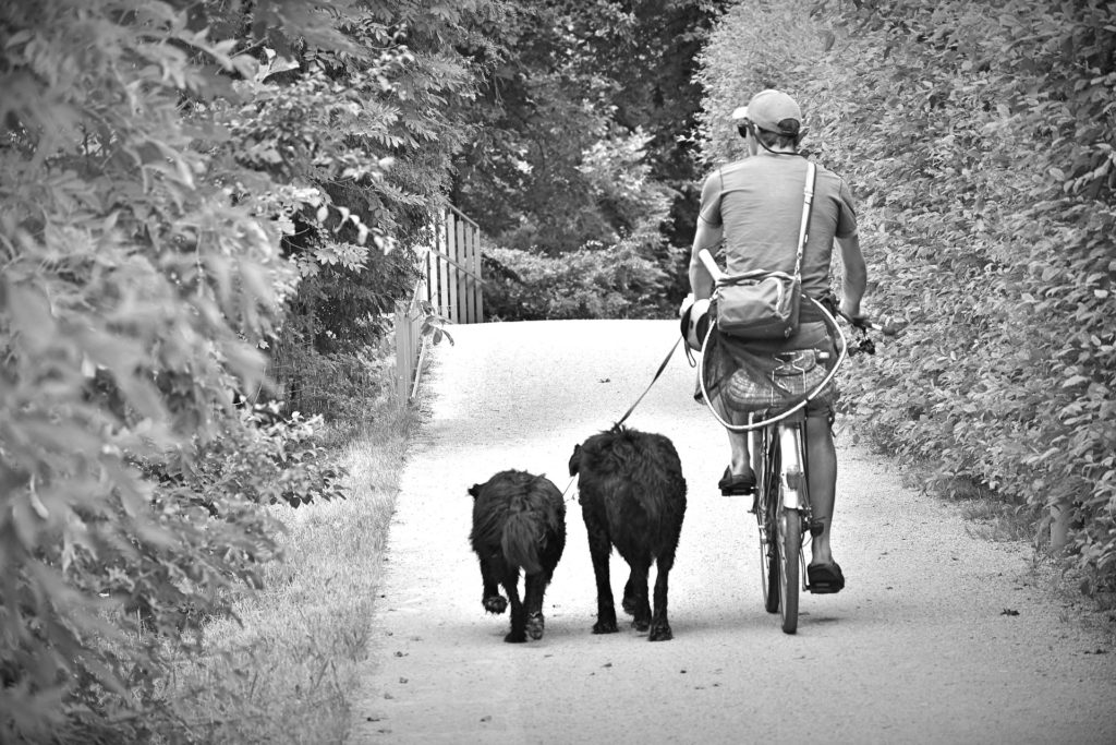 Das Laufen am Fahrrad ist eine schöne Beschäftigung für Mensch und Hund