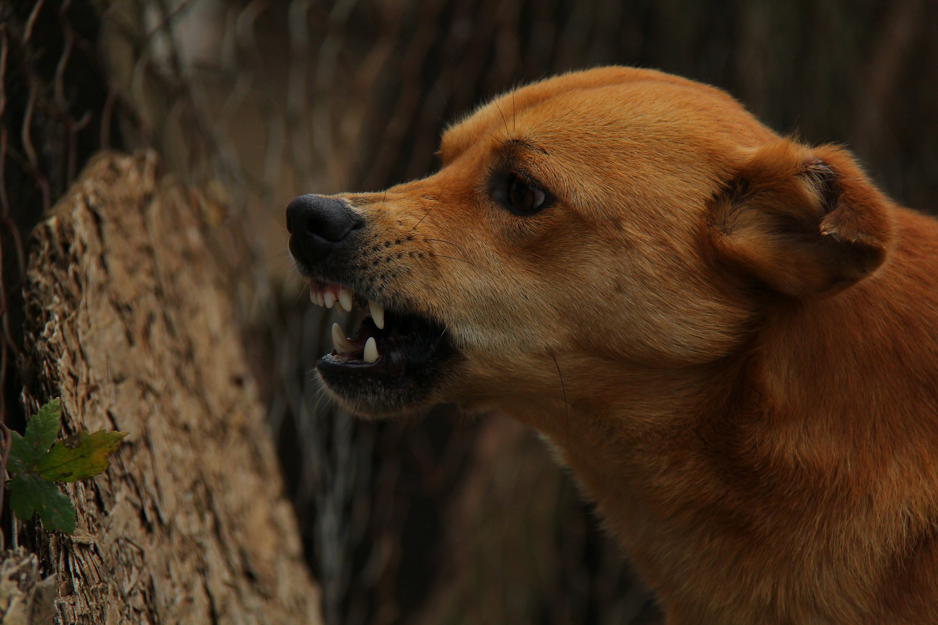 Ein knurrender zähnefletschender Hund. Geschieht dies in unangemessenen Situationen, setzt die Hundeverhaltenstherapie an.