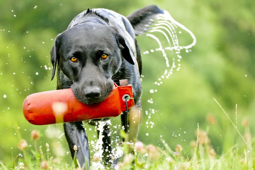 Das Apportieren ist eine artgerechte Beschäftigung für den Hund